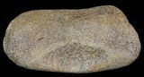 Hadrosaur Toe Bone - Alberta (Disposition #-) #71654-2